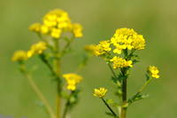 Bitter Barbarakruid - Medium-flowered Wintercress - Barbarea intermedia