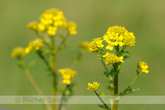 Bitter Barbarakruid; Medium-flowered Wintercress; Barbarea inter