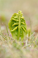 Gelobde Maanvaren; Common Moonwort; Botrchium lunaria