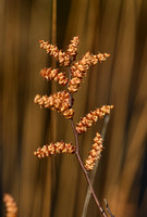 Wilde Gagel; Bog Myrtle; Myrica gale