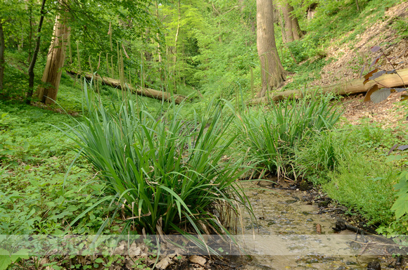 Hangende Zegge; Pendulous Sedge; Carex pendule