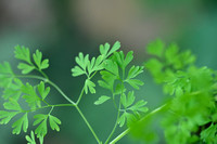 Tall Ramping fumitory; Fumaria bastardii