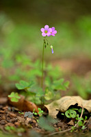 Stippelklaverzuring - Large flowered Pink sorrel - Oxalis debilis