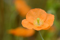 Donzige klaproos - Atlas poppy - Papaver atlanticum