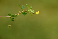 Medicago murex