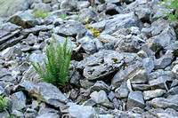 Dryopteris villarii