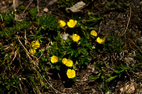 Potentilla brauneana