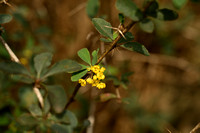 Berberis maderensis