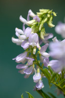 Galega; Goat's-rue; Galega officinalis