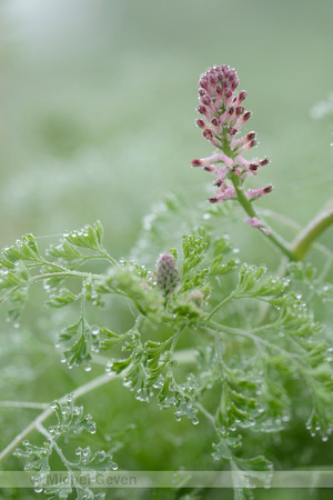 Gewone duivenkervel; Common Fumitory; Fumaria officinalis