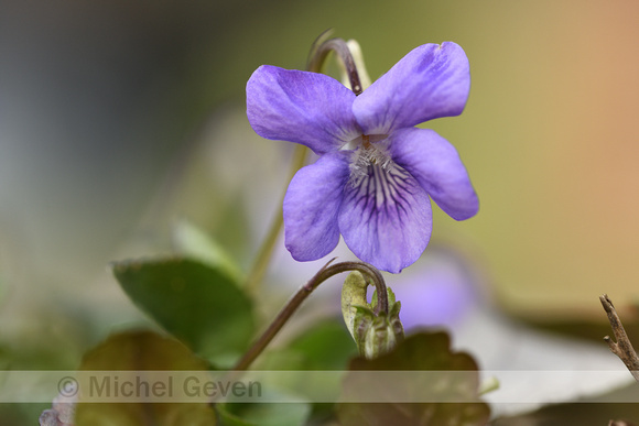 Bleeksporig bosviooltje; Common Dog Violet; Viola riviniana