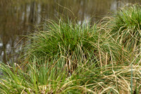 Pluimzegge; Greater Tussock Sedge; Carex paniculata