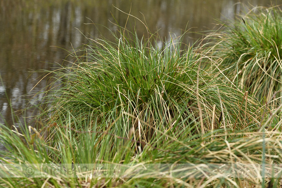 Pluimzegge; Greater Tussock Sedge; Carex paniculata