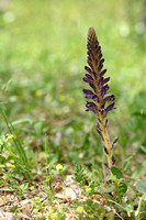 Orobanche lavandulacea