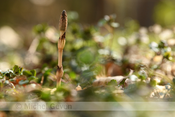 Heermoes; Filed horsetail; Equisetum arvense