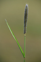 Grote Vossenstaart; Meadow foxtail; Alopecurus pratensis