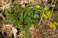 Vroeg Barbarakruid; Land cress; Barbarea verna