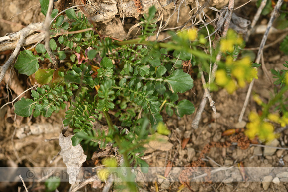 Vroeg Barbarakruid; Land cress; Barbarea verna