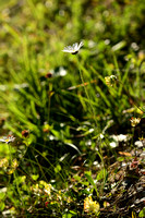 Bergmargriet - Leucanthemum adustum