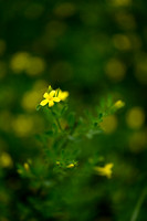 Jasminum fruticans