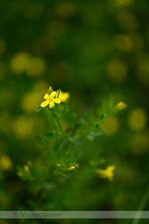 Jasminum fruticans