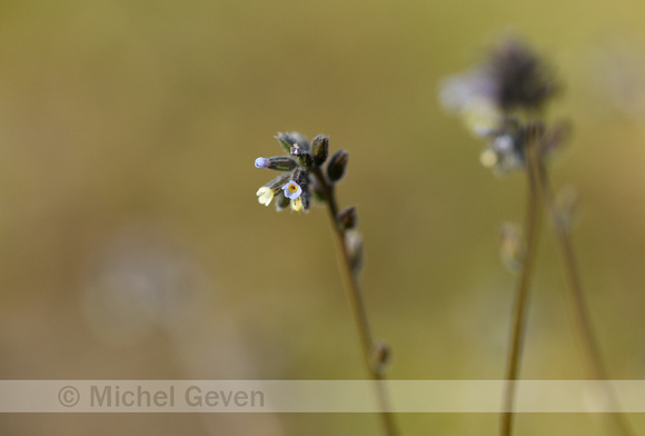 Veelkleurig vergeet-mij-nietje; Changing Forget-me-not; Myosotis