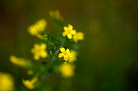 Jasminum fruticans