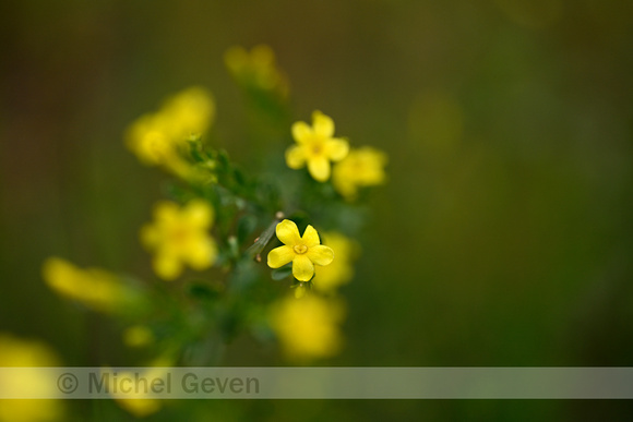 Jasminum fruticans