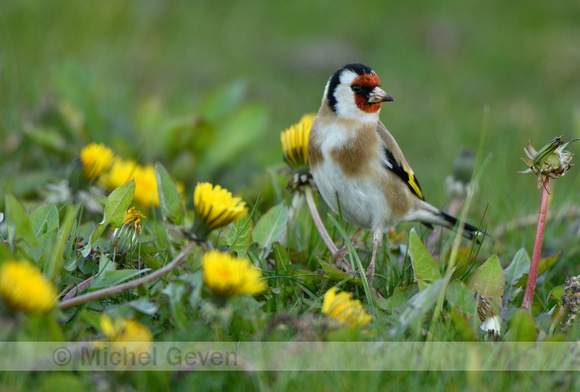 Putter; European Goldfinch; Carduelis carduelis