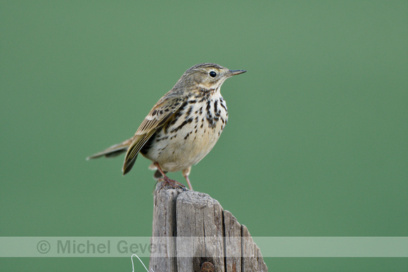 Graspieper; Meadow Pipit; Anthus pratensis