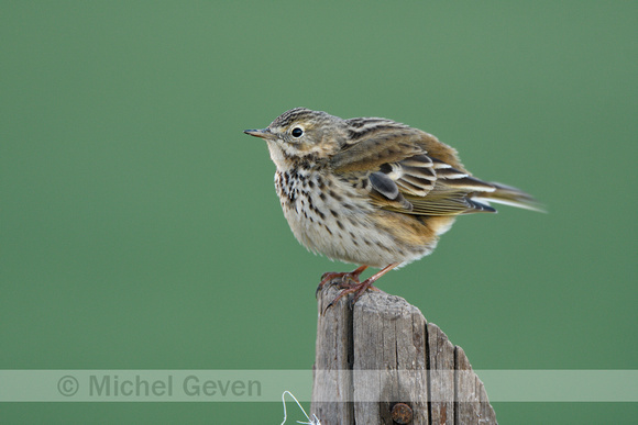 Graspieper; Meadow Pipit; Anthus pratensis