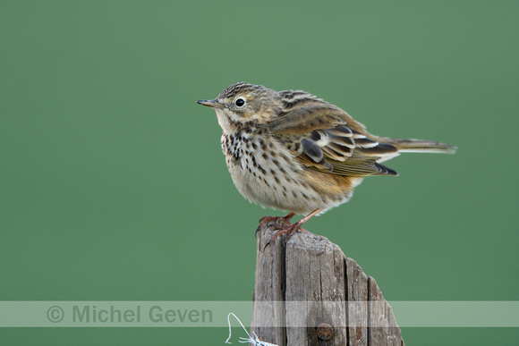 Graspieper; Meadow Pipit; Anthus pratensis