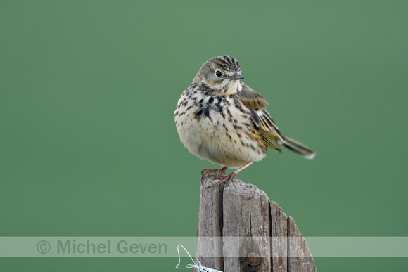 Graspieper; Meadow Pipit; Anthus pratensis