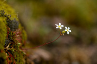 Saxifraga fragosoi