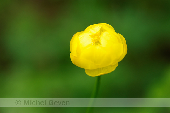 Europese Trollius; Trollius europaeus; Globe-flower;