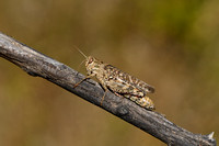 Italiaanse rozevleugel; Common Pincer Grasshopper; Calliptamus i