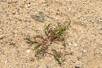 Kromstaart - Curved hard-grass - Parapholis incurva