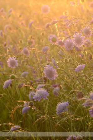 Beemdkroon; Field Scabious; Knautia arvensis