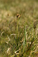 Veenpluis; Common Cottongrass; Eriophorum angustifolium