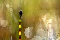 Holpijp; Water horsetail; Equisetum fluviatile