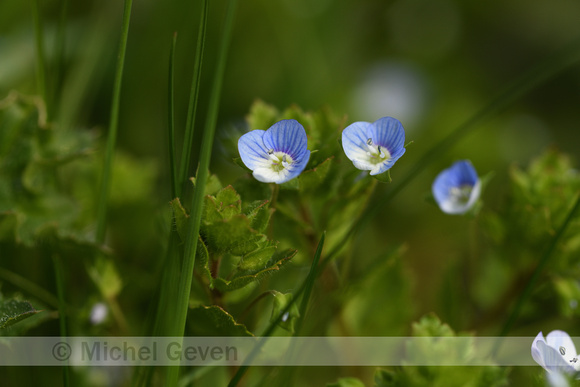 Grote ereprijs; Common field-speedwell; Veronica persica