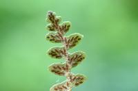 Schubvaren - Rustyback Fern - Asplenium ceterach subsp. bivalens