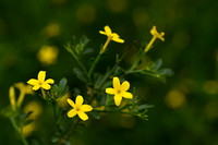 Jasminum fruticans