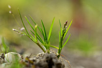 Straatgras; Annual Meadow-grass; Poa Annua