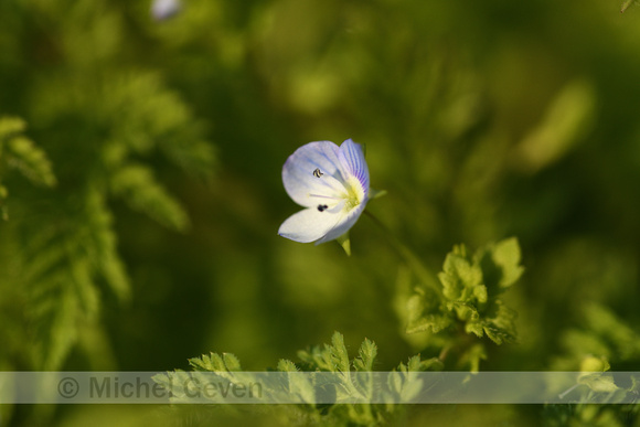 Grote ereprijs; Common field-speedwell; Veronica persica