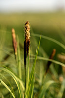 Oeverzegge -Great Pond-sedge - Carex riparia