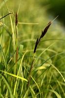 Oeverzegge; Great Pond-sedge; Carex riparia