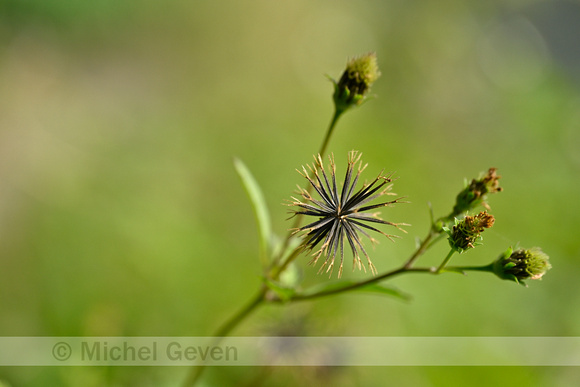 Black-Jack; Bidens pilosa