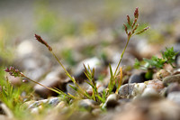 Straatgras; Annual Meadow-grass; Poa Annua