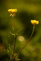 Knolboterbloem; Bulbuous buttervup; Ranunculus bulbosus